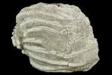 Fossil Crinoid (Batocrinus) Crown - Huntsville, Alabama #102976-1